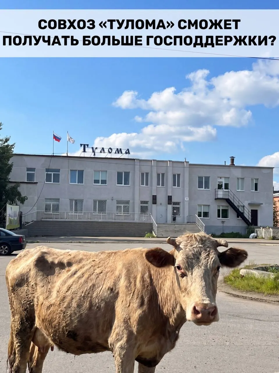 Минсельхоз расширил условия субсидирования молочных хозяйств — теперь помощь доступна и предприятиям с госдолей более 25%. Для Мурманской области это важно, но работники совхоза «Тулома» бьют тревогу из‑за нехватки кормов, долгов и задержек зарплат.