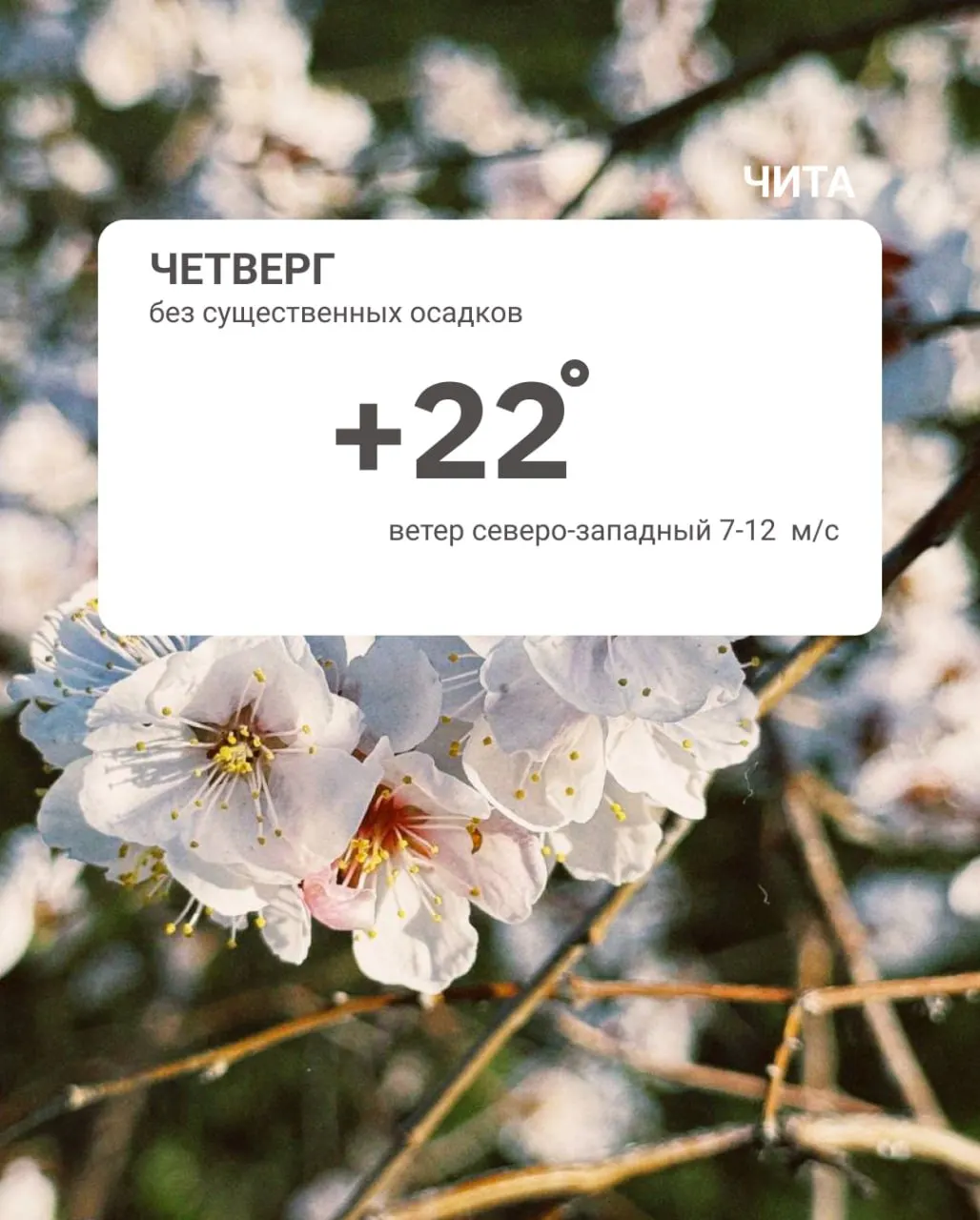 Ночью в Чите температура достигала +6 °C. В северных районах края ожидаются небольшой дождь с мокрым снегом; местами температура опускалась до −3 °C. Днём прогнозируется потепление.