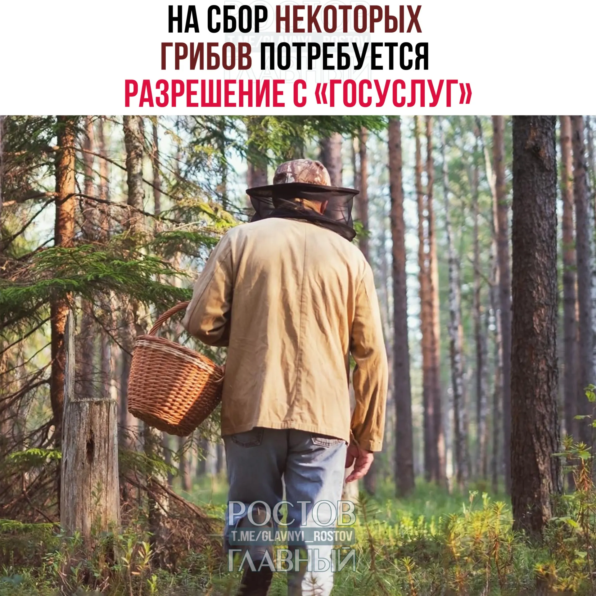 С 1 сентября 2027 года для сбора некоторых редких грибов вводится обязательный пропуск на портале «Госуслуги». Заявки будут рассматривать 15 дней; за сбор краснокнижных грибов без разрешения грозит уголовная ответственность.