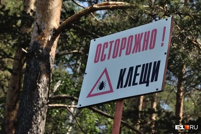 С начала сезона в медицинские организации края обратились свыше 1,6 тысячи человек после укусов клещей; 42,2% протестированных паразитов дали положительный результат, чаще всего — риккетсиоз.