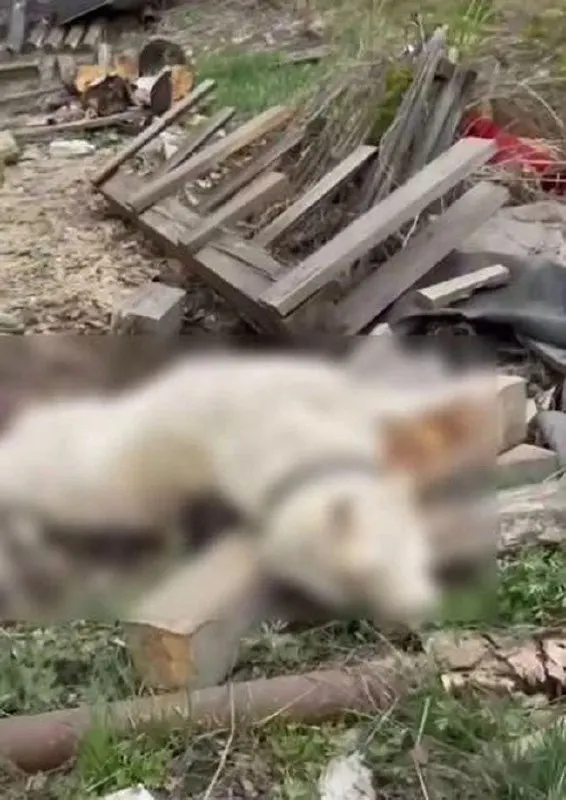 В Хабаровском крае хозяйка обнаружила во дворе убитого пса по кличке Эдик. На месте работали следователи, позже рядом нашли тело мужчины, проводится проверка.