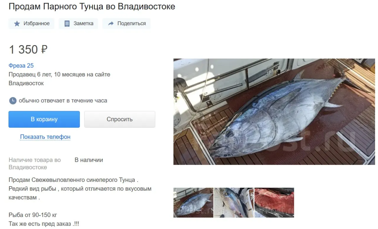 Приморские рыбаки предлагают на продажу выловленного тунца: средняя цена примерно 1000 рублей за килограмм, часть улова поступает и в рестораны.