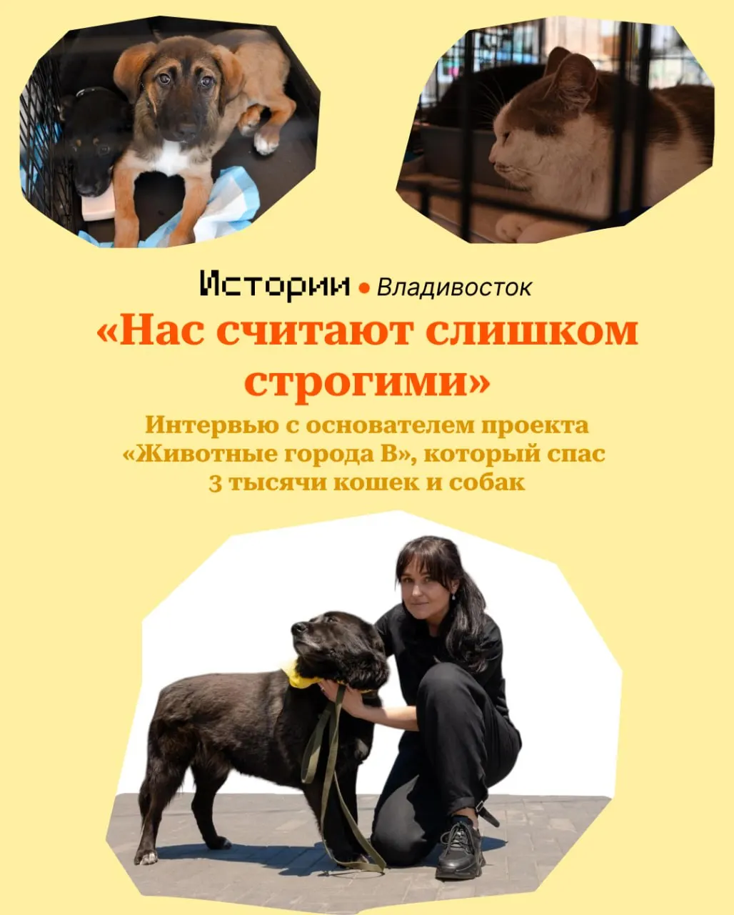 Объединение волонтеров совместно с администрацией Владивостока помогает пристроить раненых, маленьких и брошенных животных через регулярные выставки-раздачи.