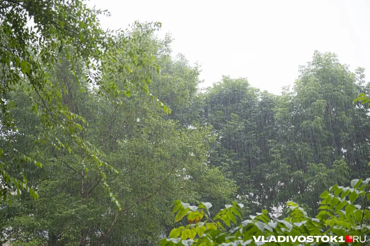 Ночью местами небольшой дождь и прохладно (+6…+11°C), днём потеплеет до +11…+24°C, но сохранятся осадки и усилится ветер; в некоторых районах возможны грозы.