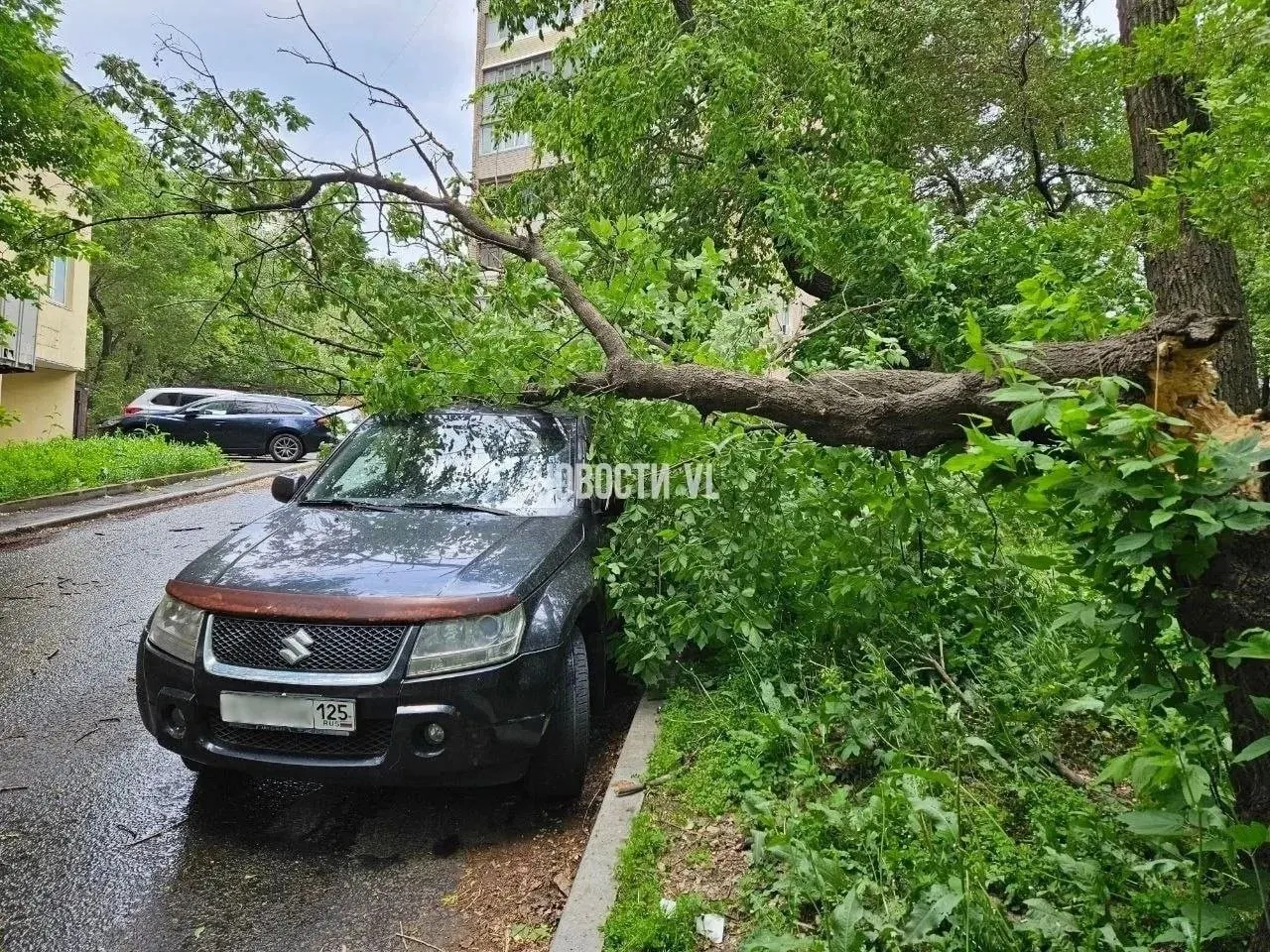 Во Владивостоке прошёл сильный ливень и шквалистый ветер с порывами до 27,9 м/с. В разных районах фиксировали ветры свыше 20 м/с, валились деревья, городские службы будут в повышенной готовности до 9 июня.