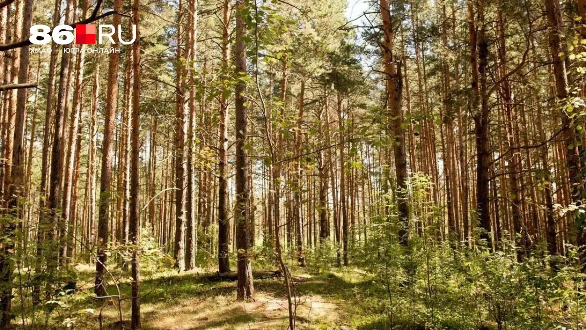 В лесах Камчатки потерялся волонтер, участвовавший в поисках пропавшего охотника. Для поиска задействовали вертолёт, подробности пока уточняются.