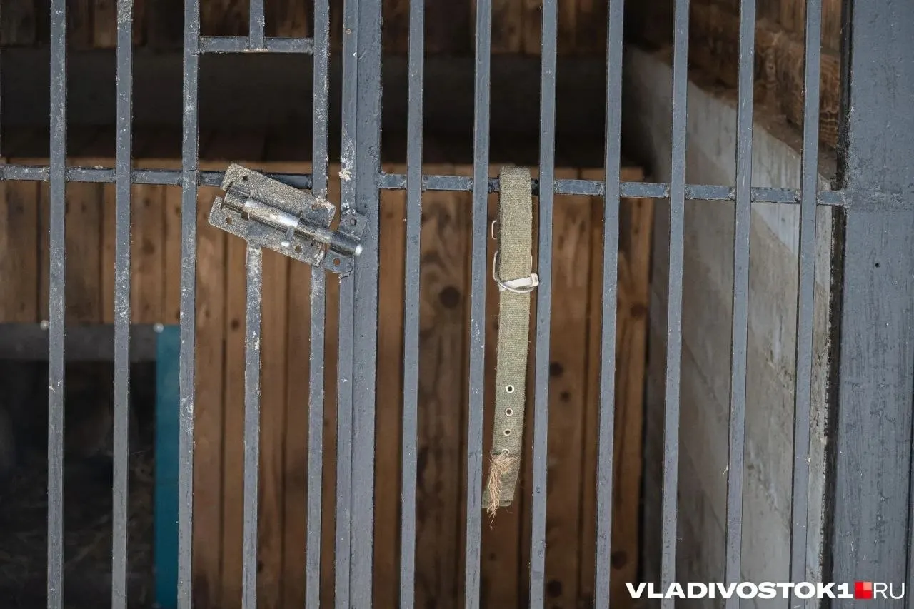 Директор парка‑приюта «Земля прайда» заявил, что медведица Майя пропала при подозрительных обстоятельствах. Волонтёры утверждают, что животное более 20 лет содержали в тяжёлых условиях.