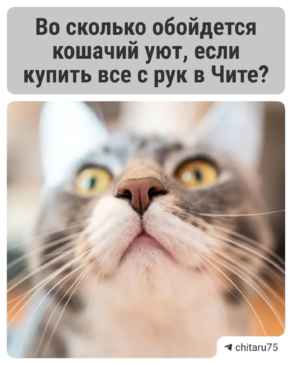 Спрос на лежанки, домики и когтеточки в регионе заметно вырос: б/у‑товары в среднем на 25% дешевле новых.