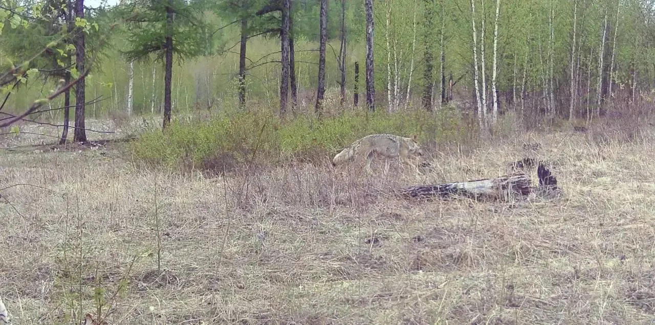 На лесных снимках из Забайкалья волк и косуля почти сливаются с травой и кустарниками — наглядный пример природной маскировки и особенностей поведения животных.