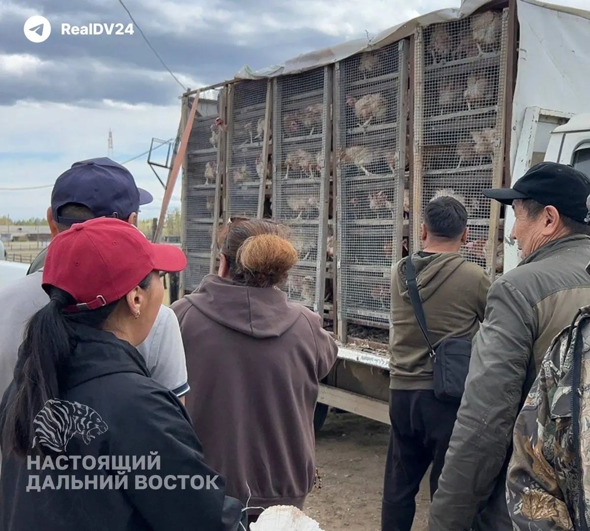На фоне роста цен на яйца в ряде улусов Якутии существенно вырос спрос на кур-несушек: жители оформляют заявки, а часть закупок компенсируют по региональным программам.