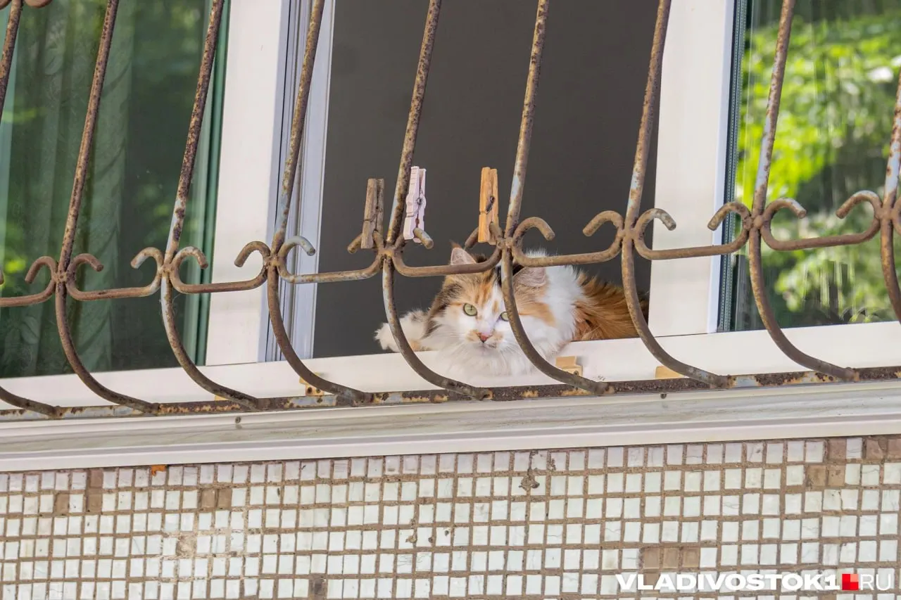 Днём преимущественно без осадков и +21…+24 °C, ночью местами небольшой дождь; ветер усилится вечером, возможны порывы до 14 м/с.