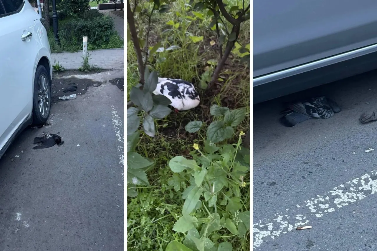 Во&nbsp;Владивостоке массово гибнут голуби&nbsp;— жители опасаются отравления