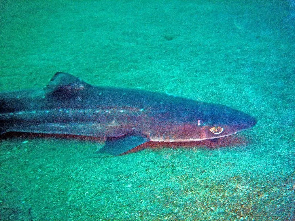 Водолаз показал снимки Squalus acanthias в водах Приморья — этот вид широко распространён и не представляет угрозы человеку.
