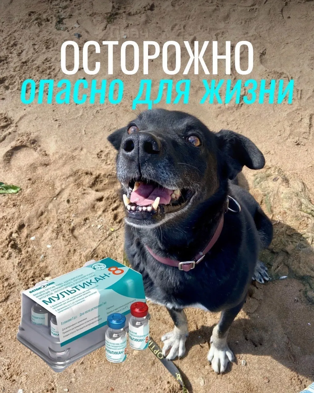 После прививок у ряда собак возникли тяжёлые реакции, изъяты партии вакцины и начата экспертиза по возможной связи.