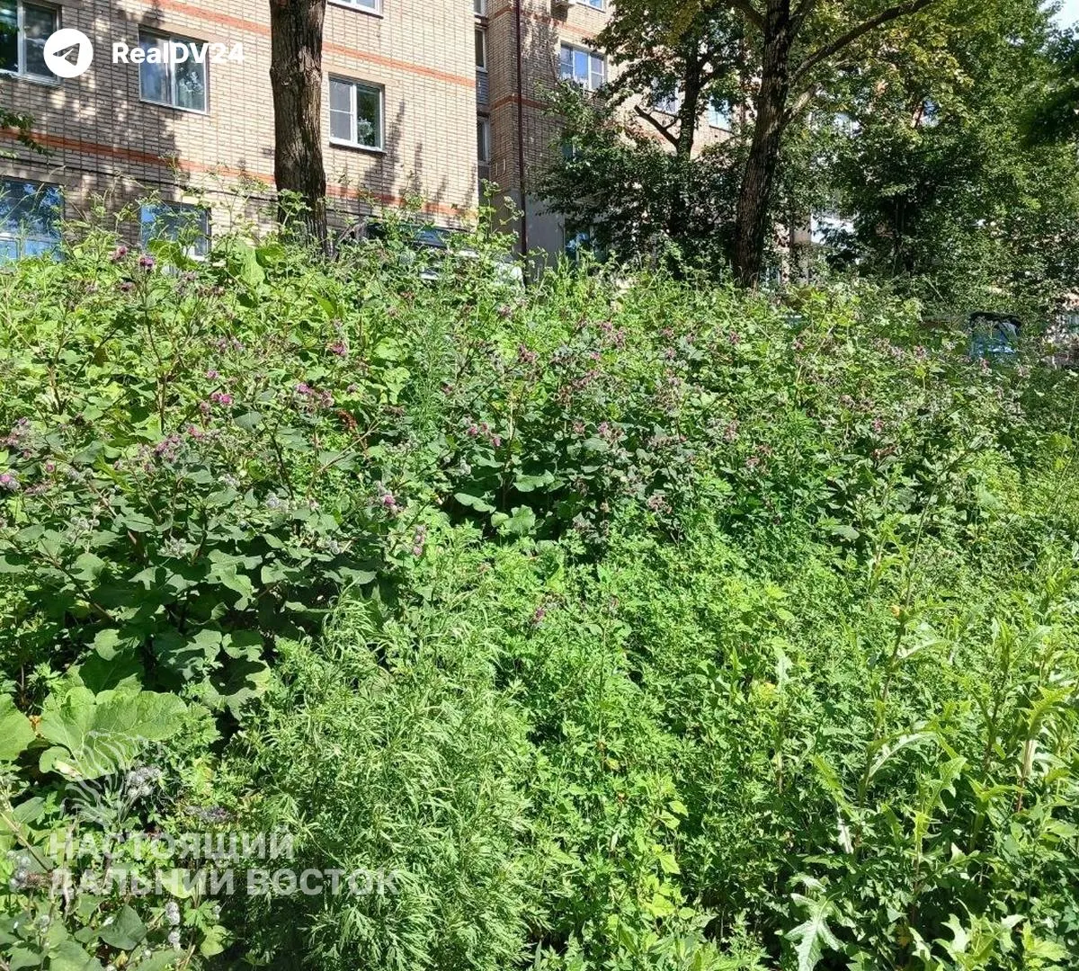Затяжные дожди замедляют покос травы во Владивостоке: трава растет быстрее, уборка занимает больше времени, графики работ корректируются.