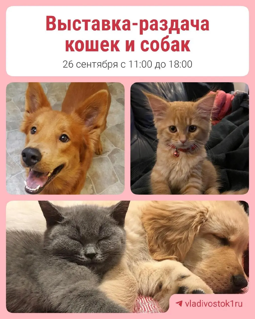 В Владивостоке пройдет выставка-раздача животных, на которой котики и собачки ищут заботливых хозяев.