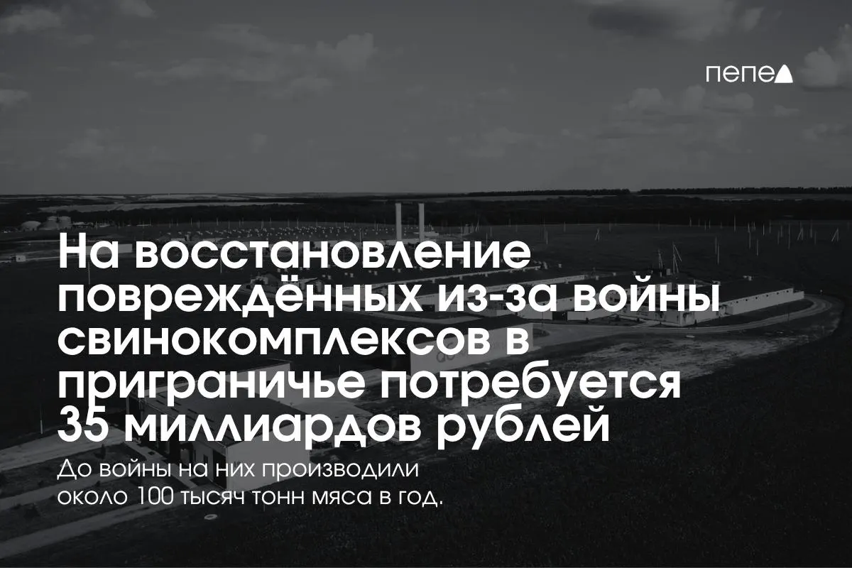 В приграничных регионах планируется вложить 35 млрд рублей в восстановление свиноводства после обстрелов и атак, при этом Белгородская область занимает заметную долю мясного производства.