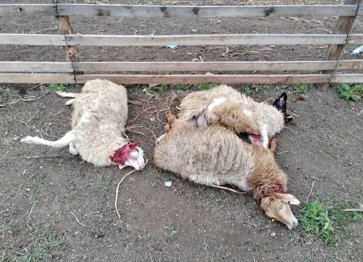В селе Колочное-1 Забайкальского края волки атаковали овец; погибло пять животных, одна туша разорвана и обезглавлена; власти ждут заключений охотоведов.
